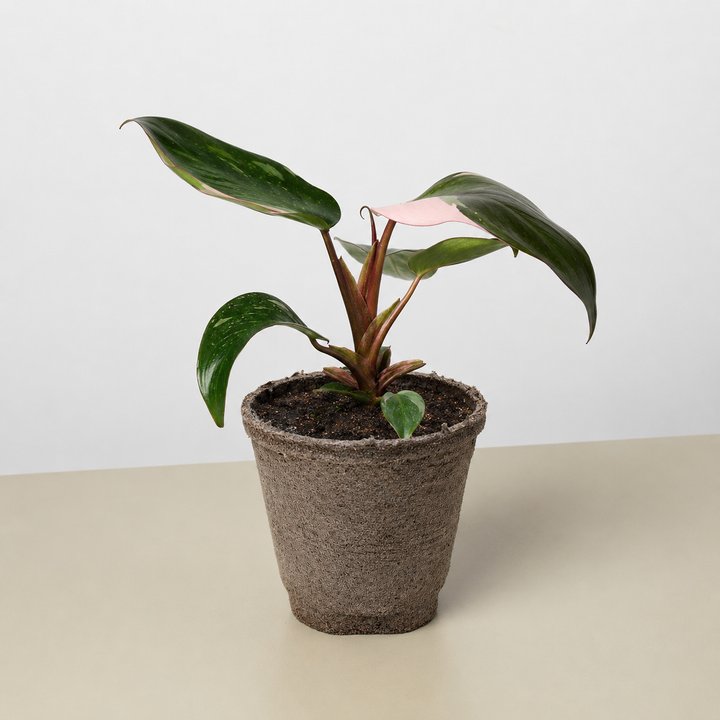 Philodendron &