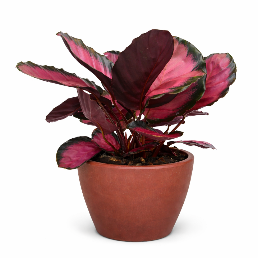 Calathea &