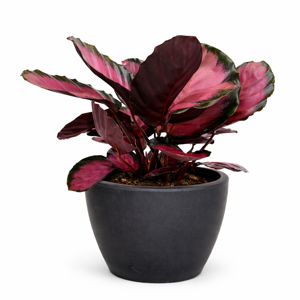 Calathea &
