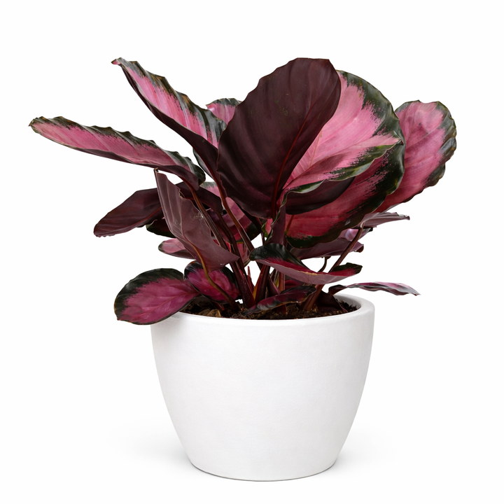Calathea &