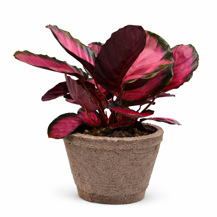 Calathea &