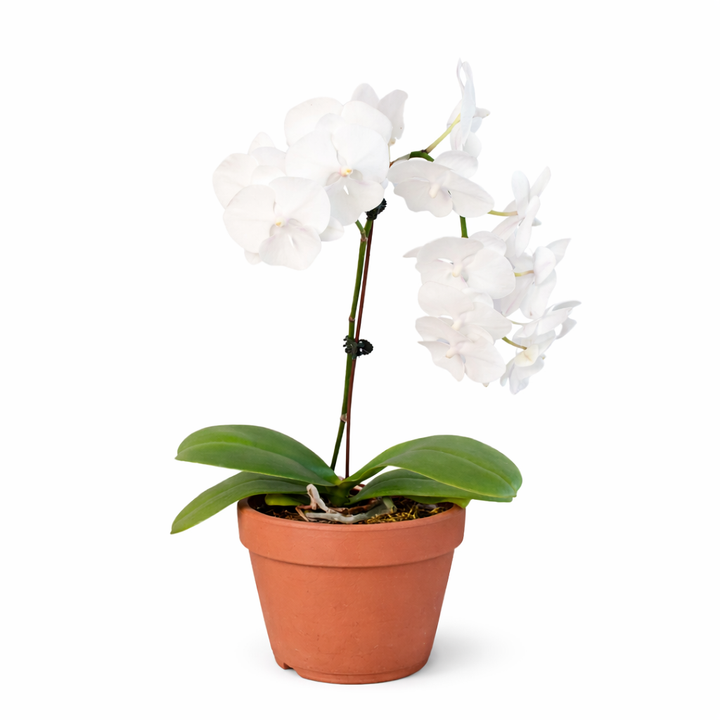 Orchid &