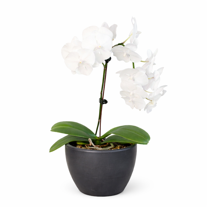 Orchid &