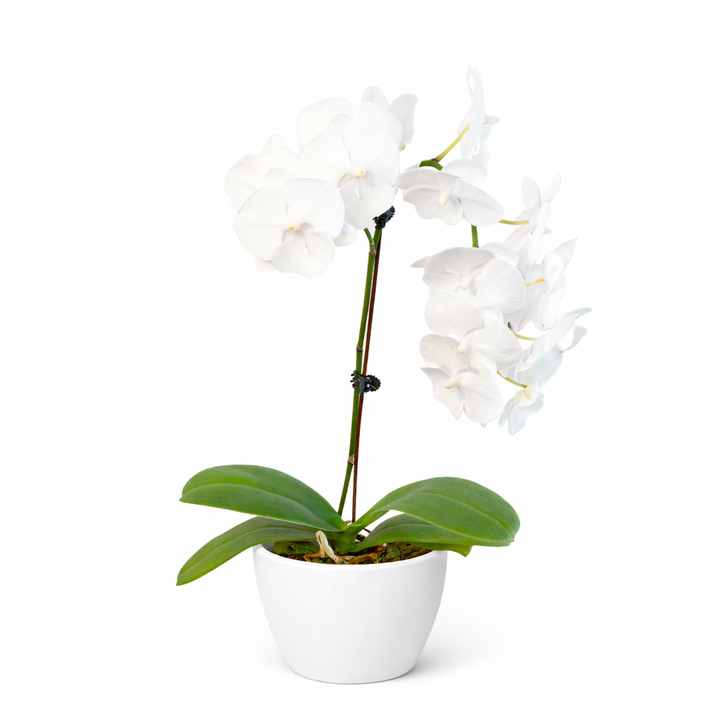 Orchid &