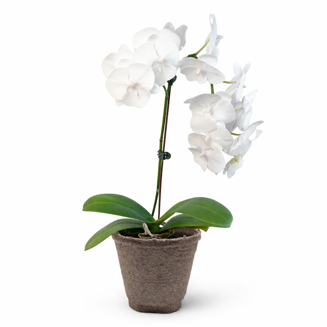 Orchid &