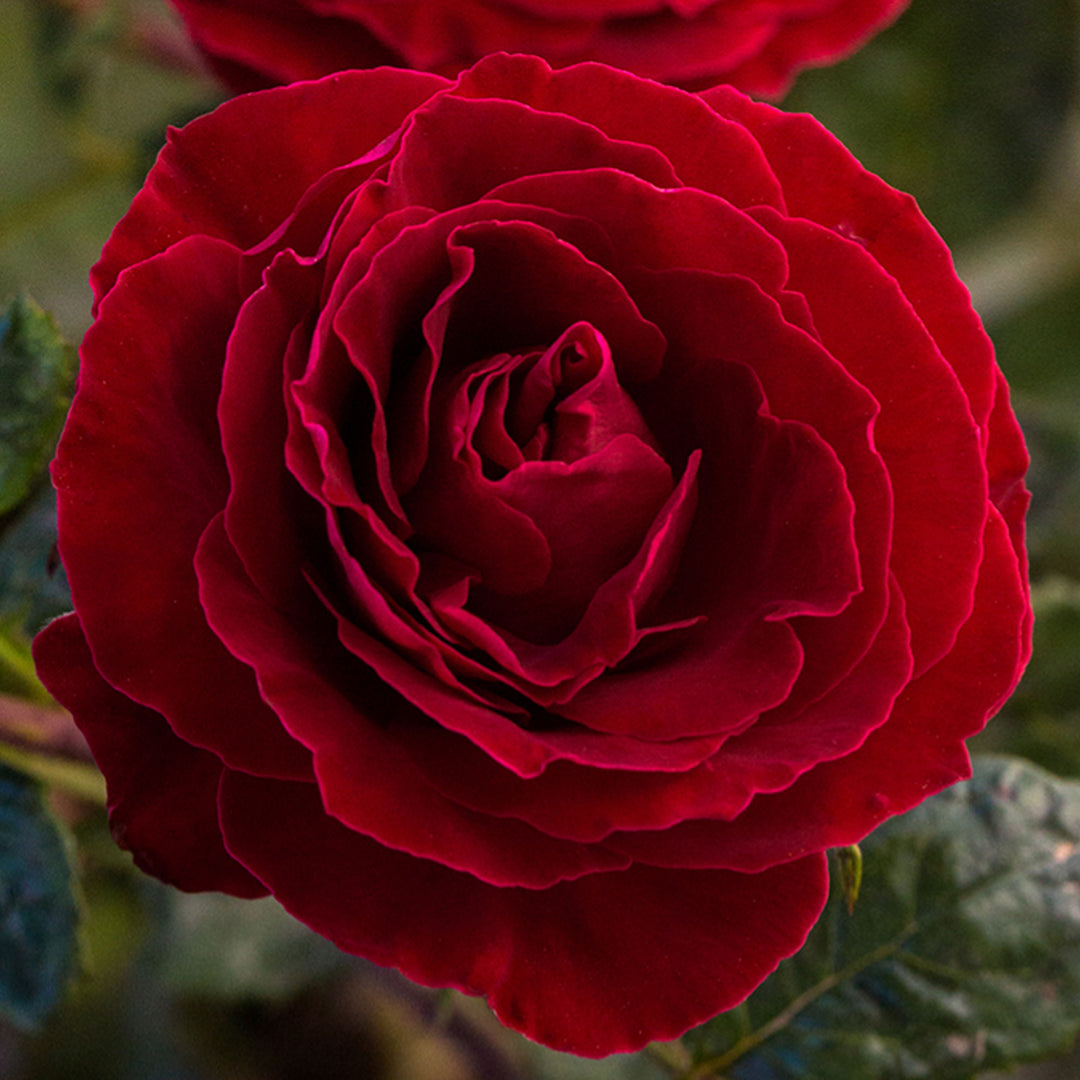 Cherrytini Rose 1.5 gallon Pot