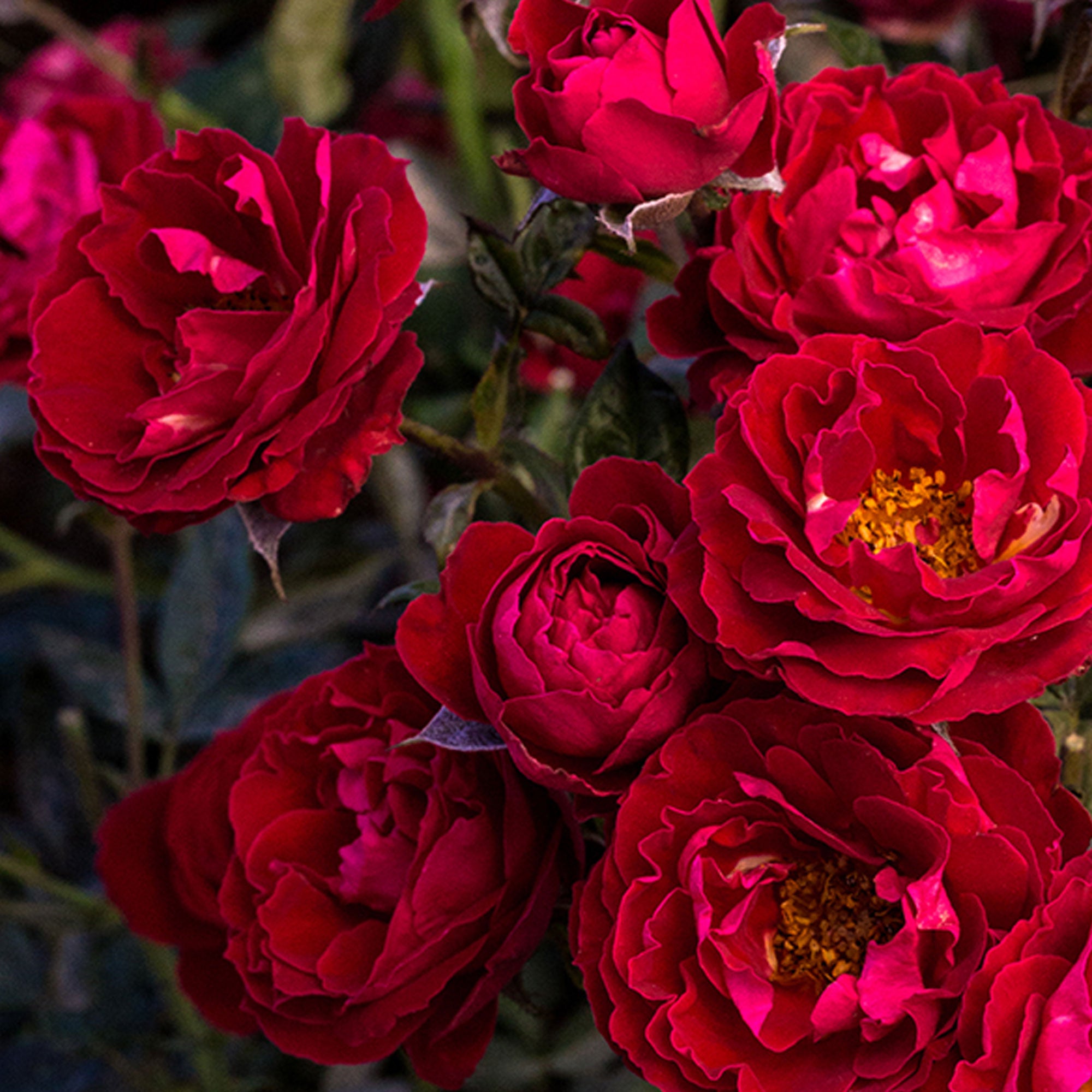 Cherrytini Rose 1.5 gallon Pot