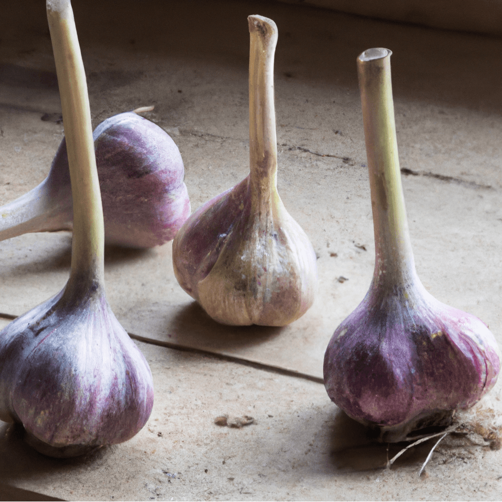 Organic Red Chesnok Garlic (lb)