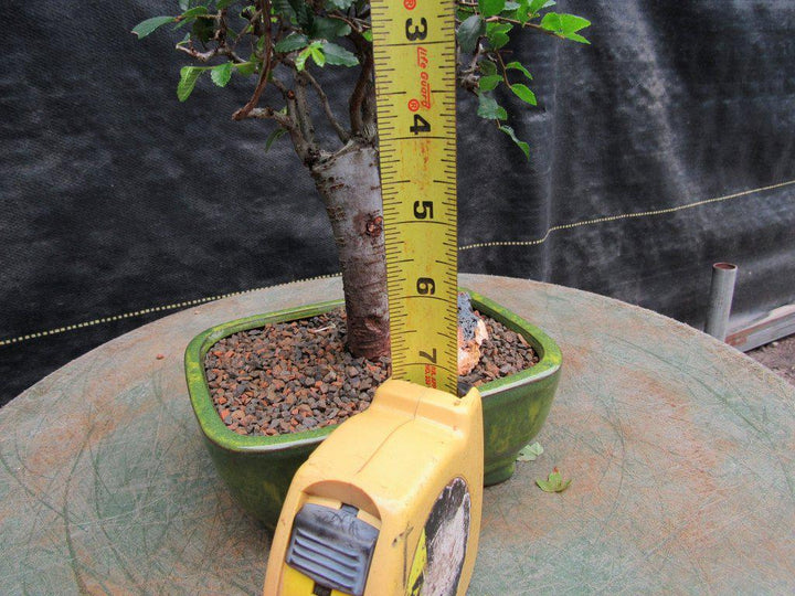 Chinese Elm Bonsai Tree - Straight Trunk Style (Small)