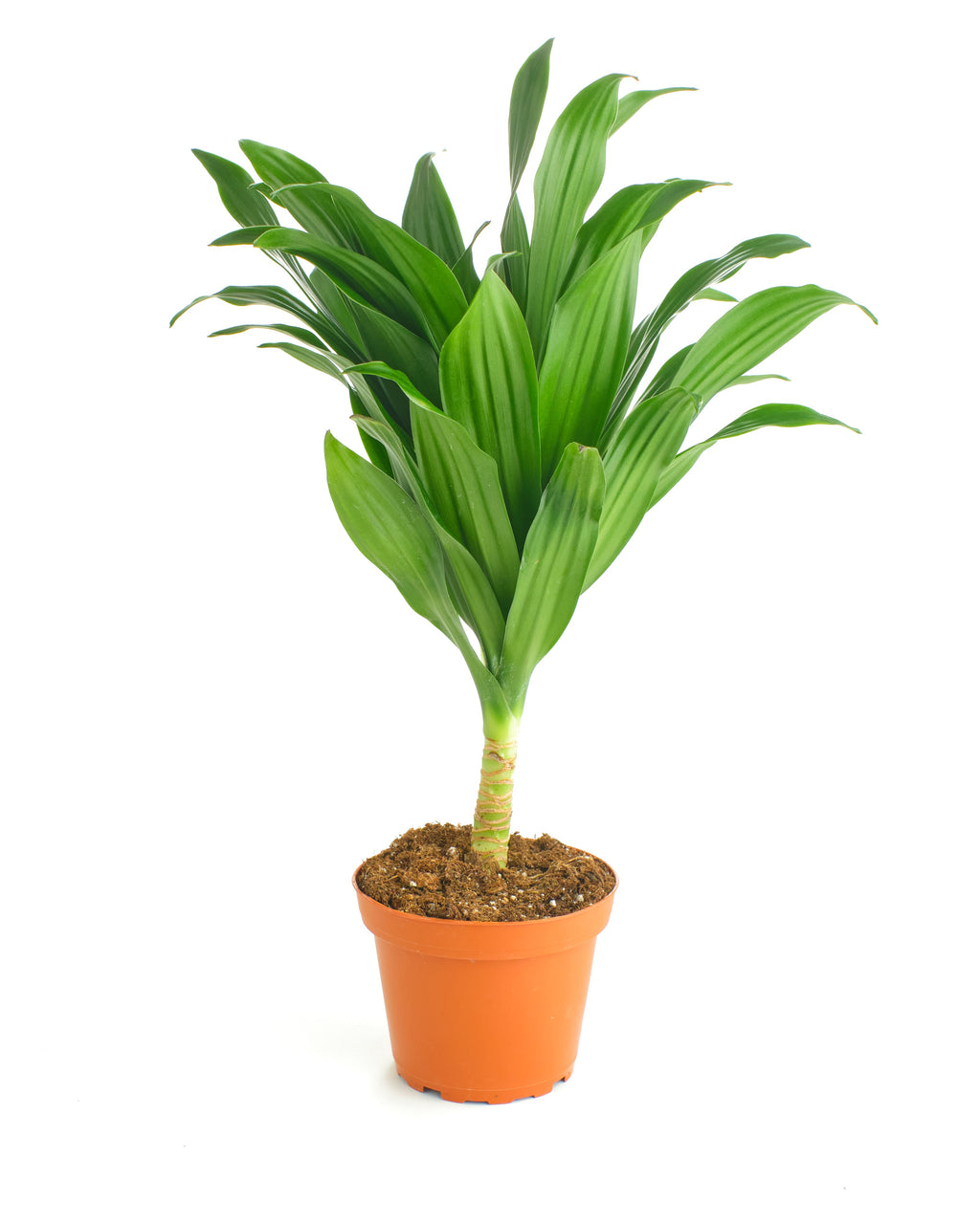 dracaena compacta soil Dracaena Compacta