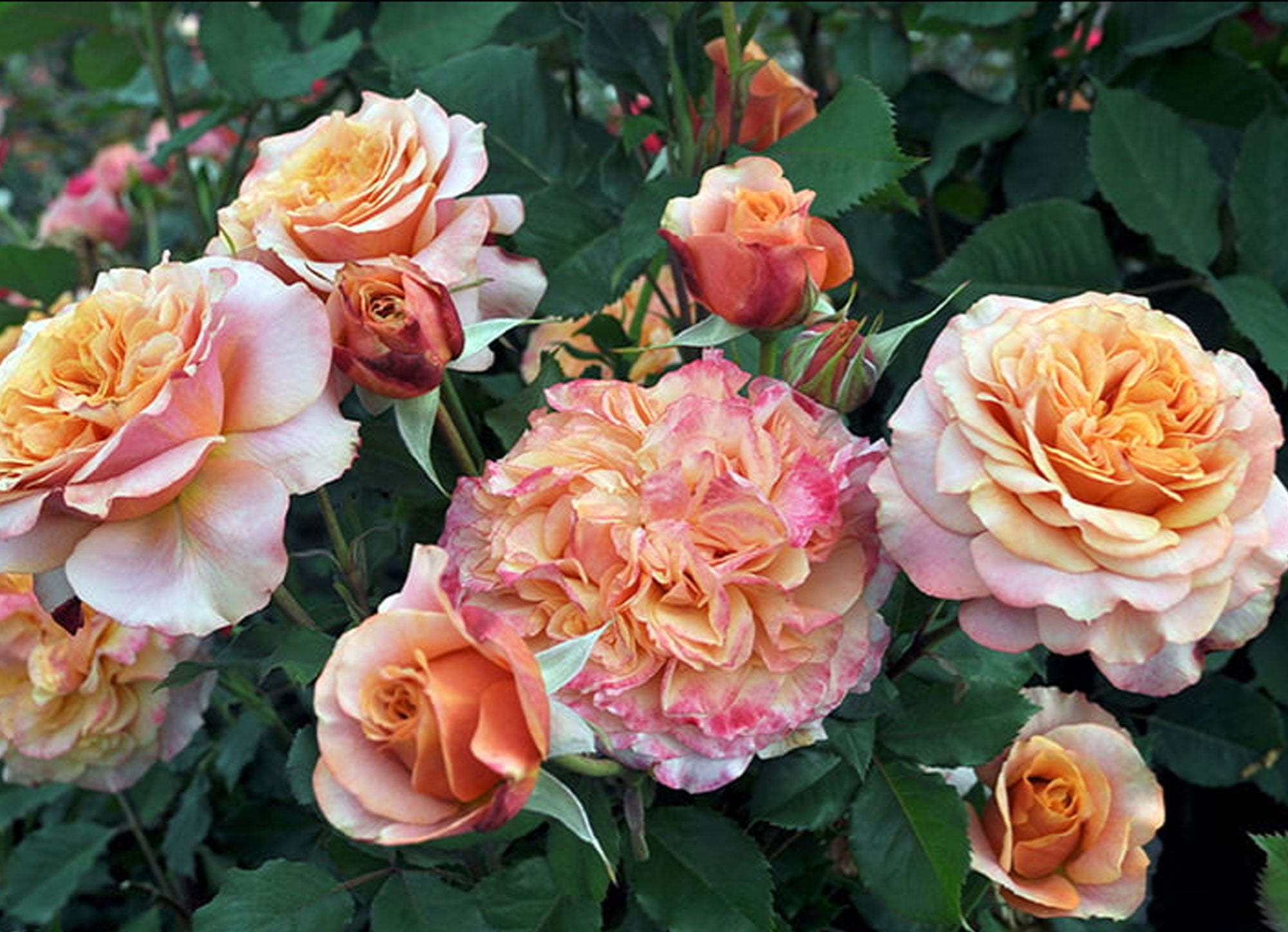 Crazy Love Rose 1.5 Gallon Container