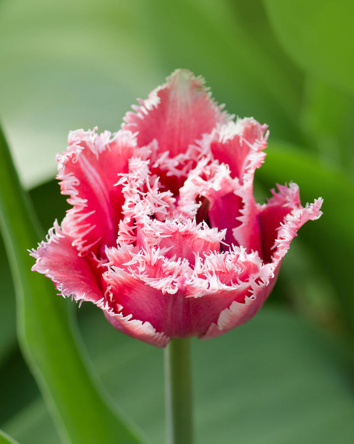 Crispion Love Fringed Tulip - 10 bulbs