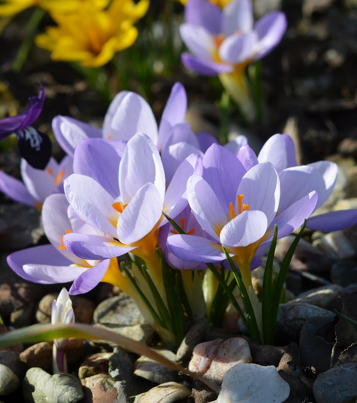 Firefly Species Crocus - 10 bulbs
