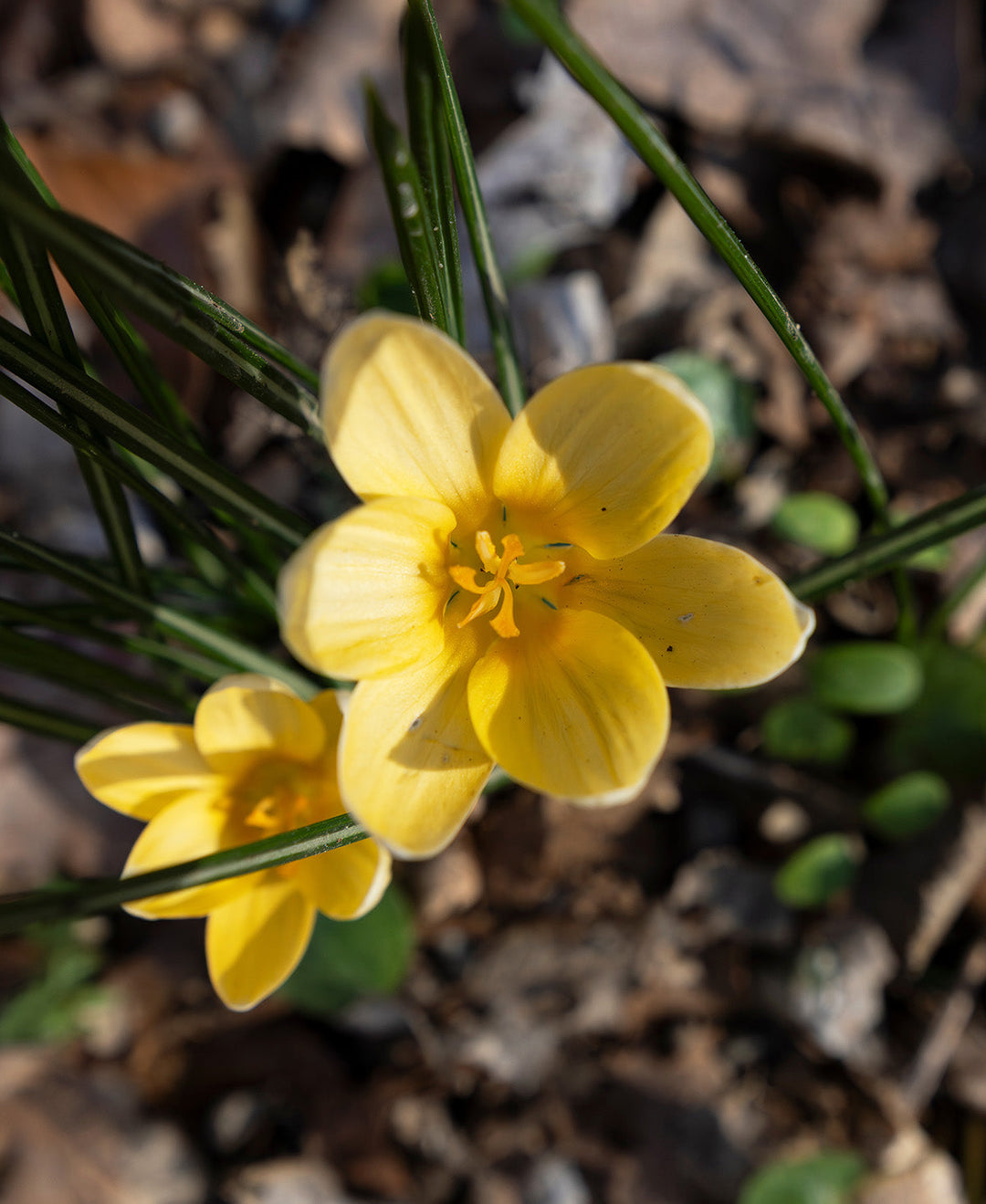 Goldilocks Species Crocus - 10 bulbs