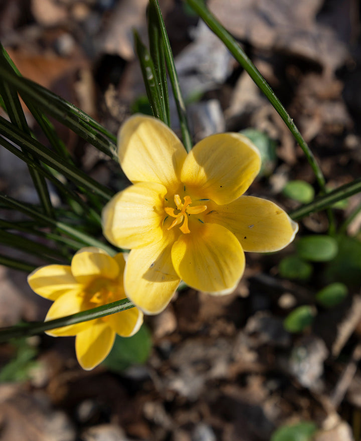 Goldilocks Species Crocus - 10 bulbs