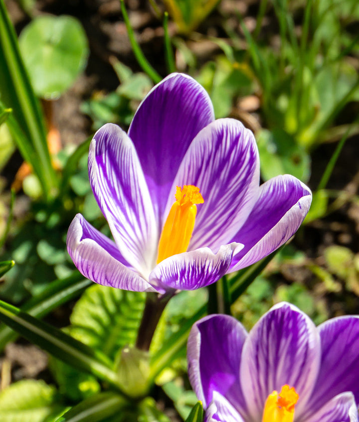 King of the Striped Large Flowering Crocus - 10
