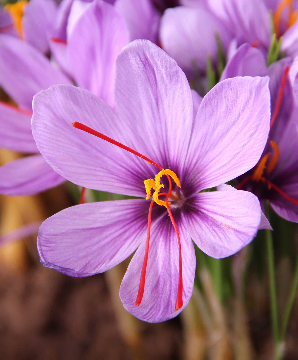 Saffron Fall Blooming Crocus - 10 bulbs