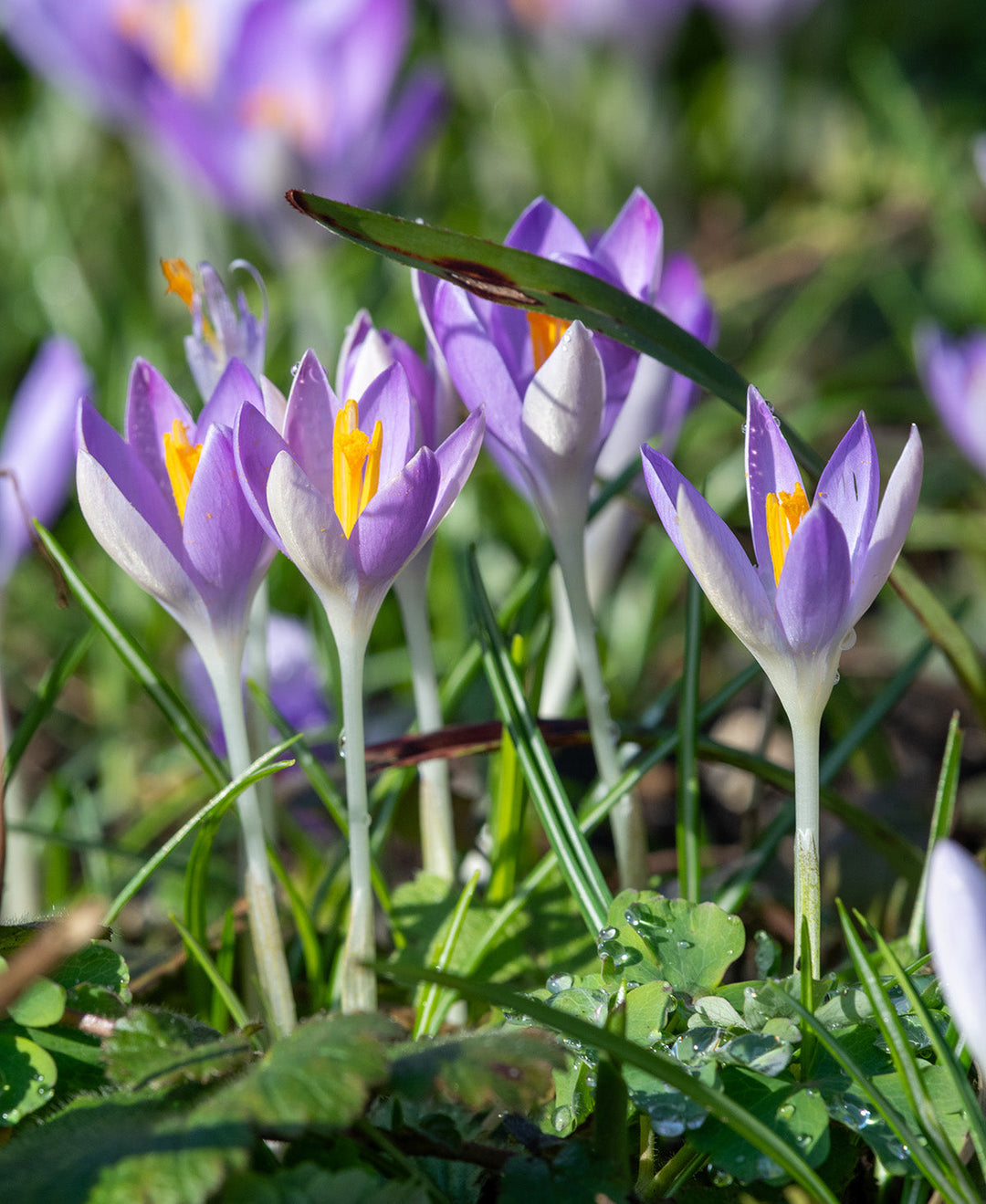 Whitewell Purple Species Crocus - 10 bulbs