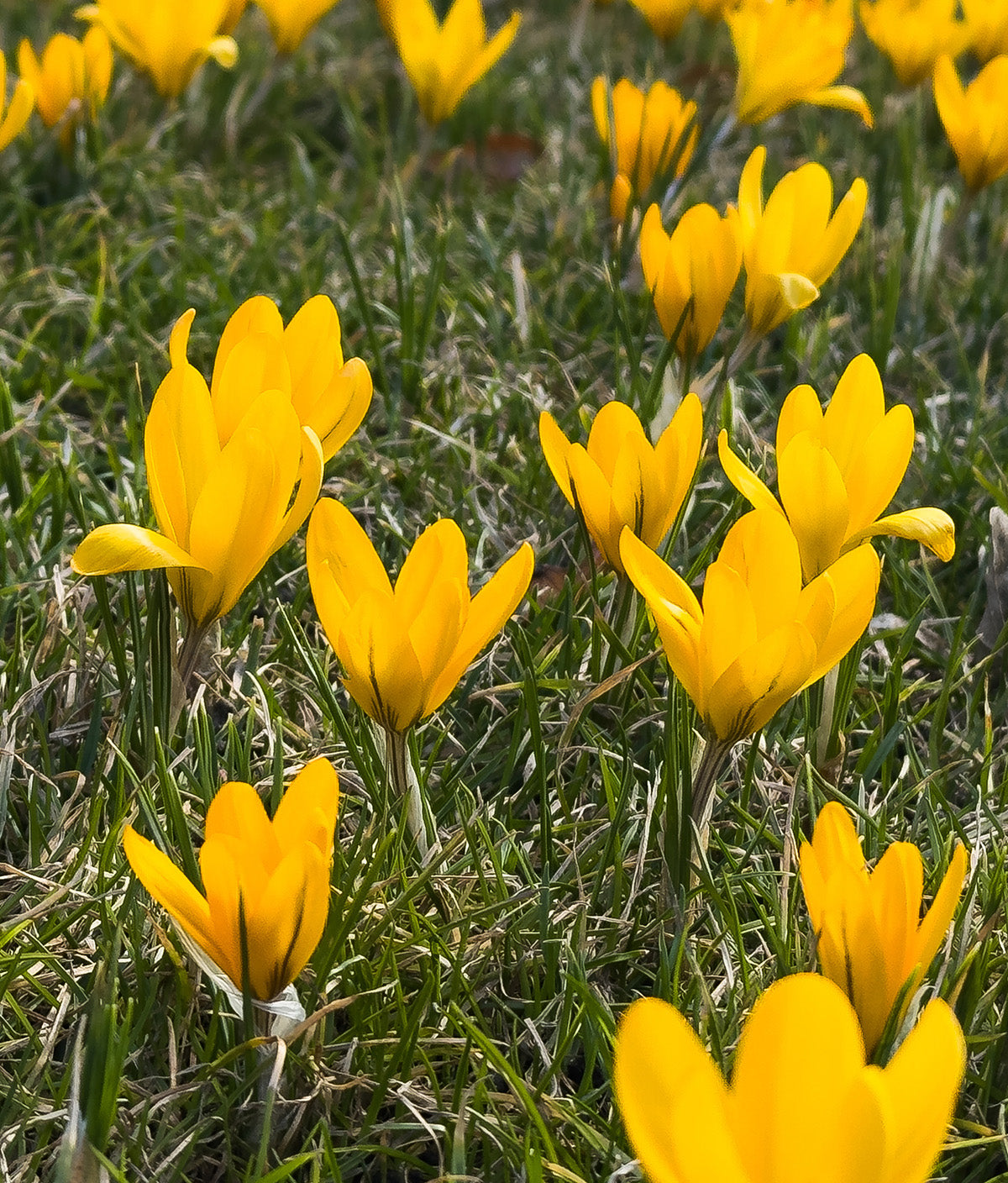 Yellow Mammoth Large Flowering Crocus - 10 bulbs