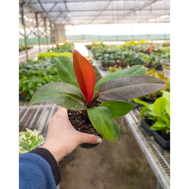 Philodendron &
