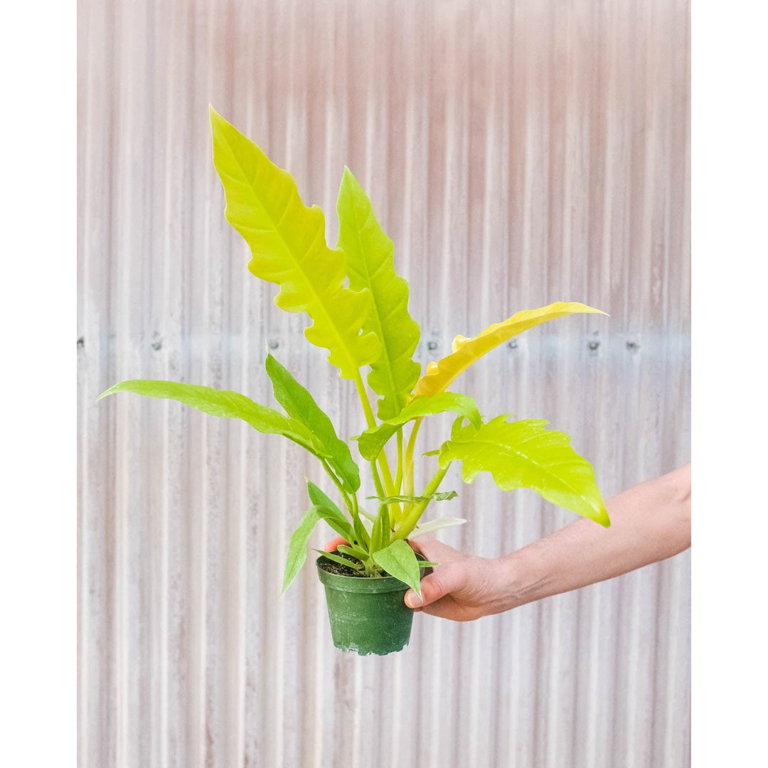 Philodendron &