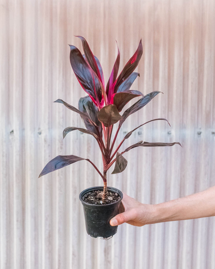 Cordyline &