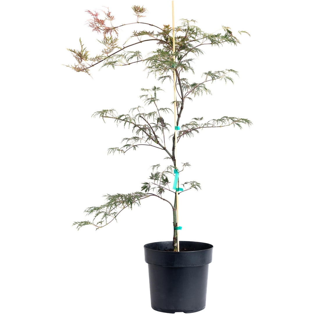 Inaba Shidare Japanese Maple