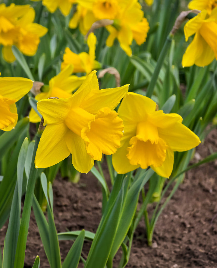 Dutch Master Trumpet Daffodil - 10 bulbs