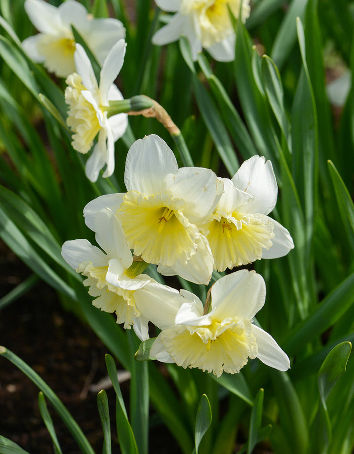 Ice Follies Large Cup Daffodil - 10 bulbs