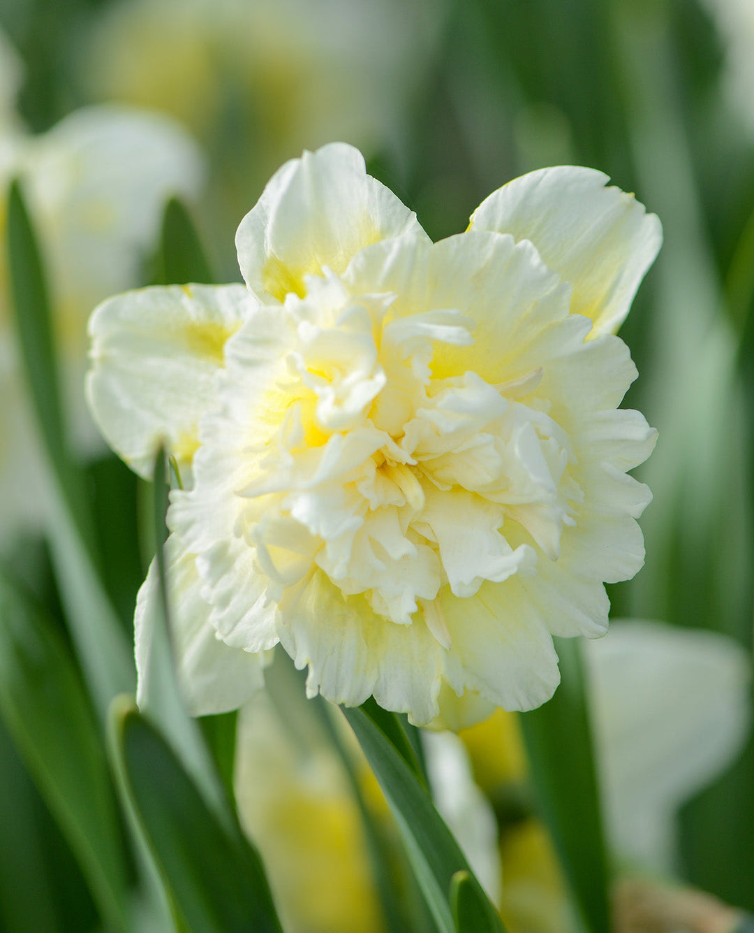 Ice King Double Daffodil - 10 bulbs