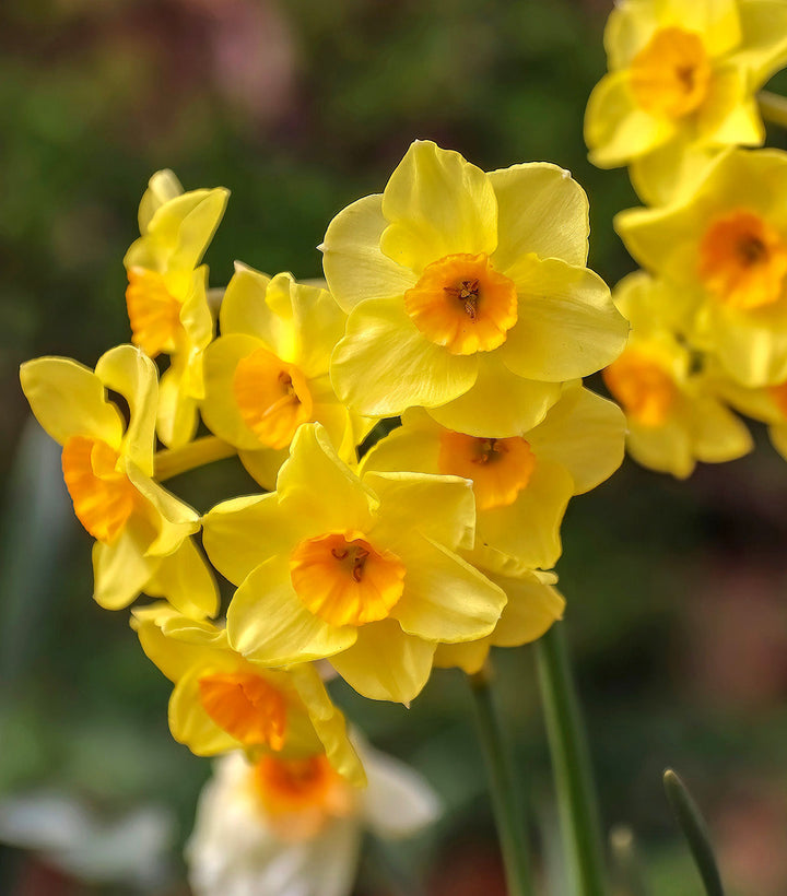 Martinette Jonquilla Daffodil - 10 bulbs