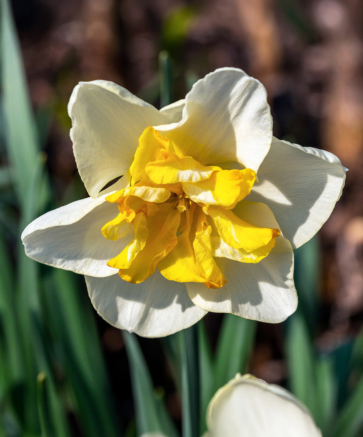 Lemon Beauty Split Corona Daffodil - 10 bulbs