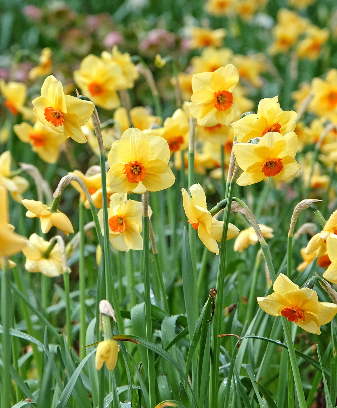 Pipe Major Daffodil - 10 bulbs