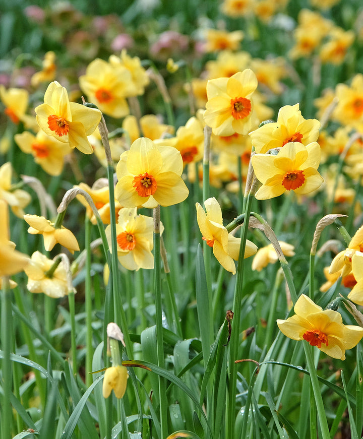 Pipe Major Daffodil - 10 bulbs