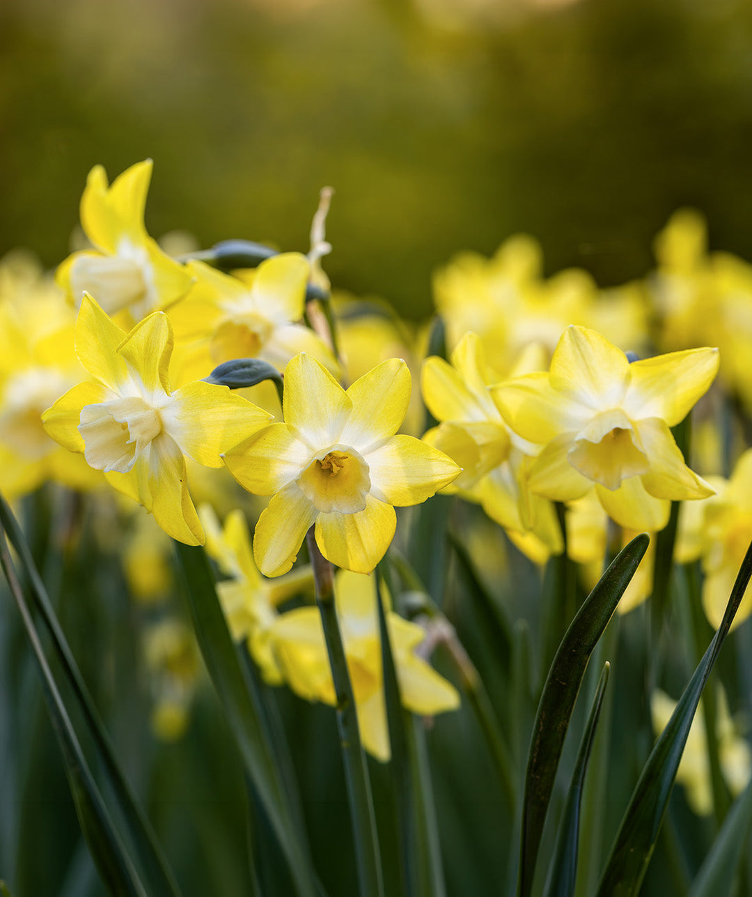 Pipit Jonquilla Daffodil - 10 bulbs