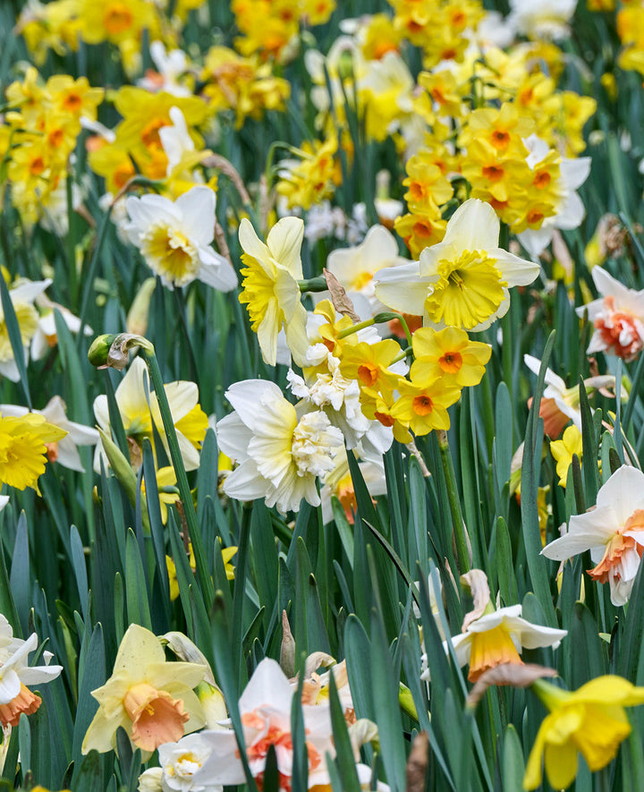 Mixed Daffodils - 30 bulbs