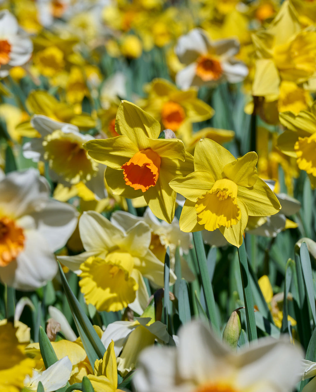 Mixed Daffodils - 30 bulbs