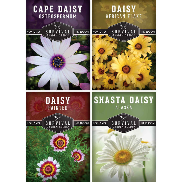 Daisy Seed Collection – Shasta, Cape, Painted &amp; African Flake Daisies for Pollinator &amp; Cut Flower Gardens
