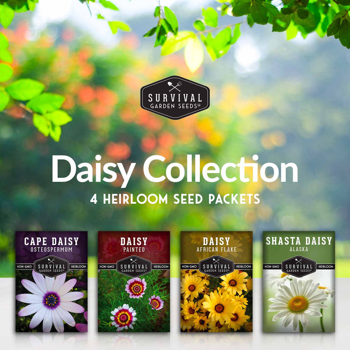 Daisy Seed Collection – Shasta, Cape, Painted &amp; African Flake Daisies for Pollinator &amp; Cut Flower Gardens