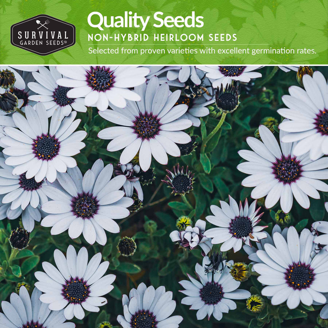 Daisy Seed Collection – Shasta, Cape, Painted &amp; African Flake Daisies for Pollinator &amp; Cut Flower Gardens
