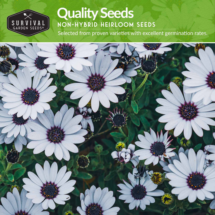 Daisy Seed Collection – Shasta, Cape, Painted &amp; African Flake Daisies for Pollinator &amp; Cut Flower Gardens