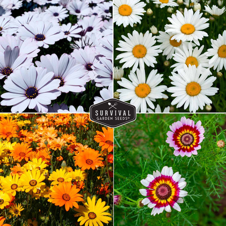 Daisy Seed Collection – Shasta, Cape, Painted &amp; African Flake Daisies for Pollinator &amp; Cut Flower Gardens