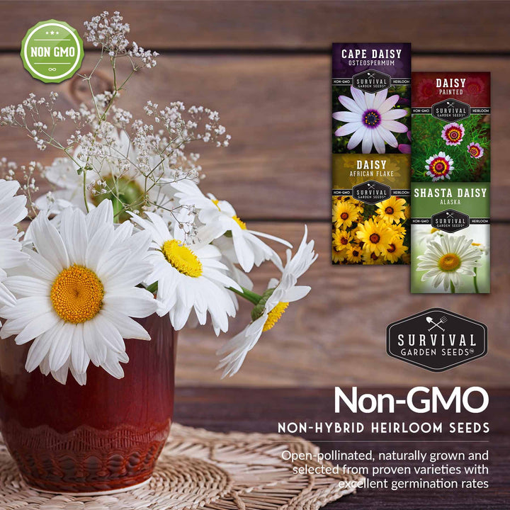Daisy Seed Collection – Shasta, Cape, Painted &amp; African Flake Daisies for Pollinator &amp; Cut Flower Gardens