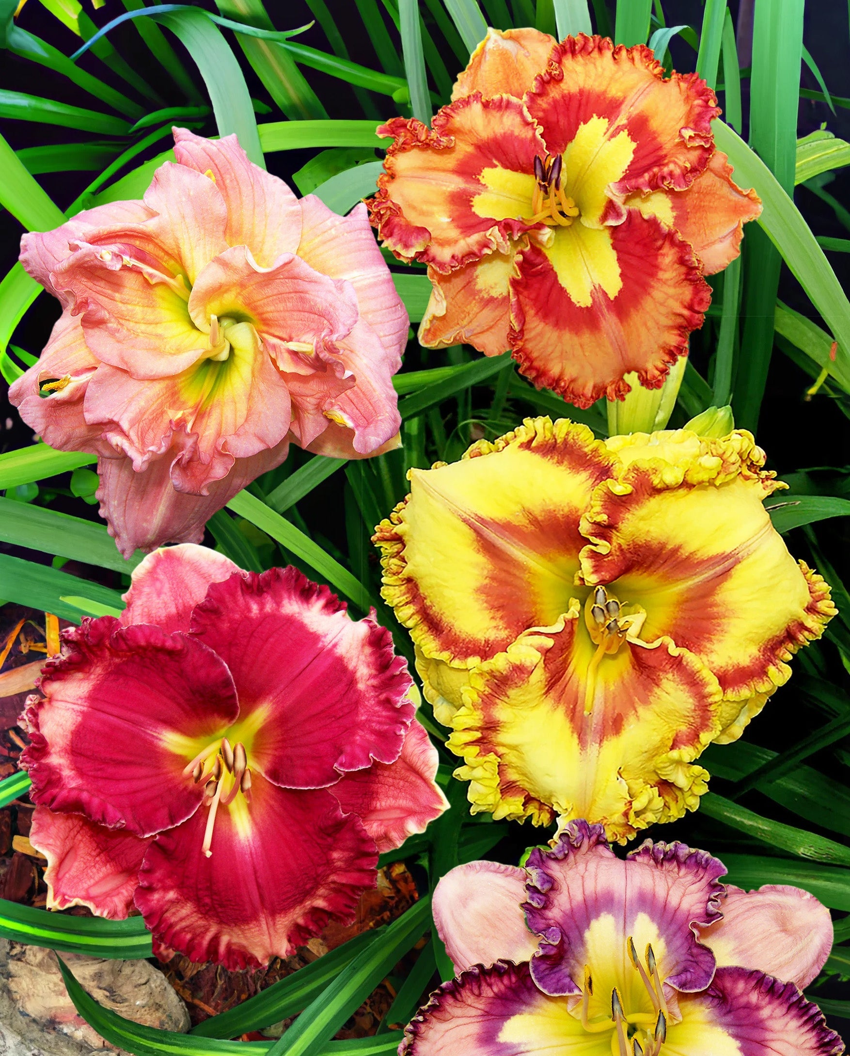 Mixed Daylilies - 5 Single Fan divisions