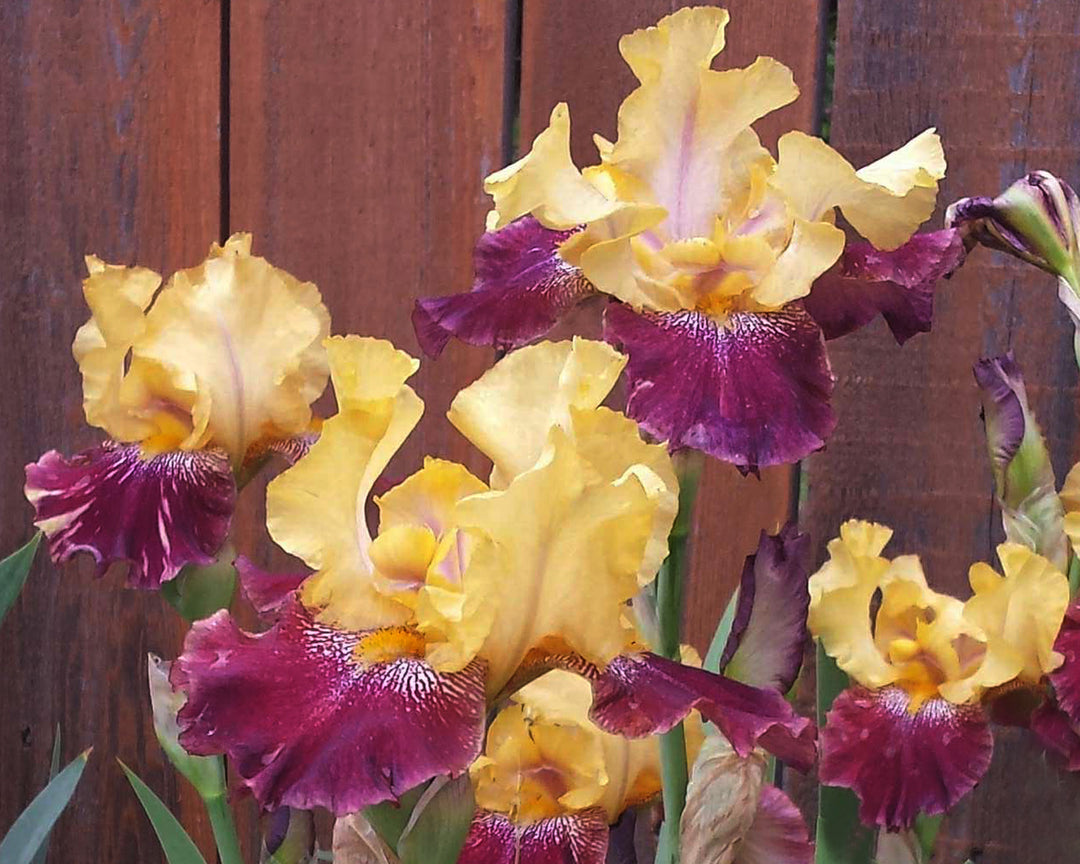 Decadence Iris Potted Plant