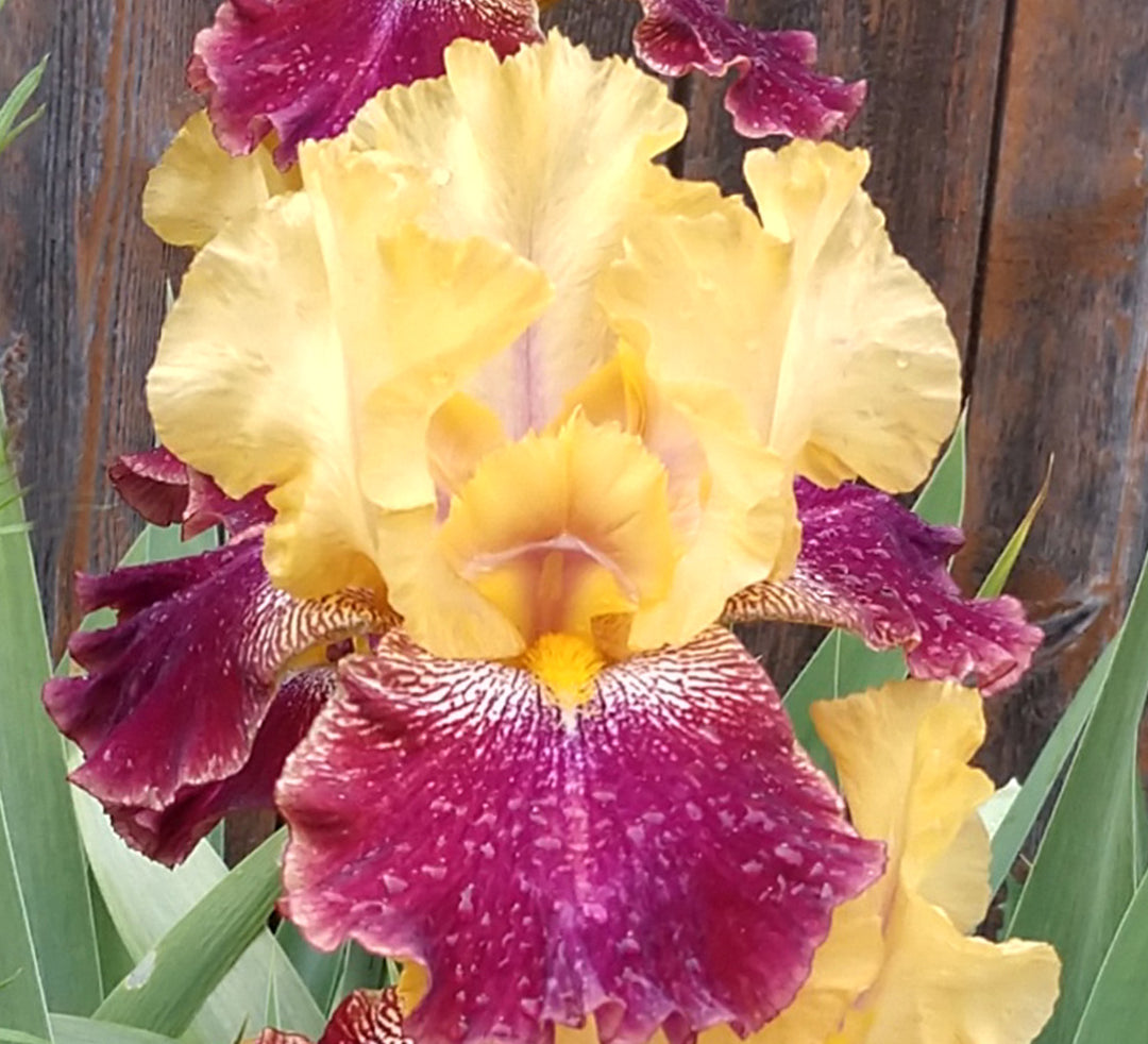 Decadence Iris Potted Plant