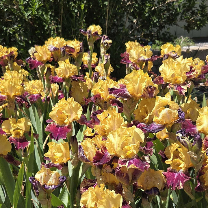 Decadence Iris Potted Plant