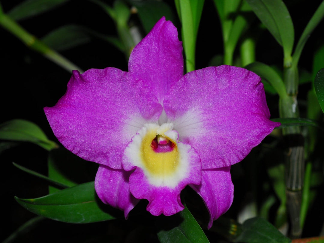 Dendrobium Lovely Virgin 