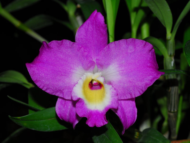 Dendrobium Lovely Virgin 