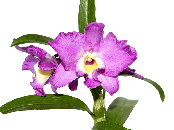 Dendrobium Lovely Virgin 
